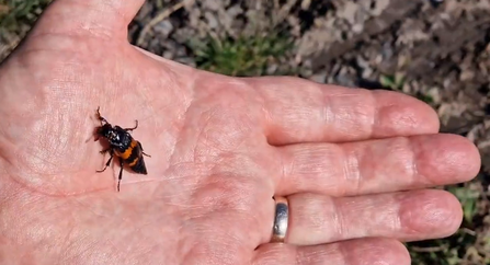 burying beetle running on hand