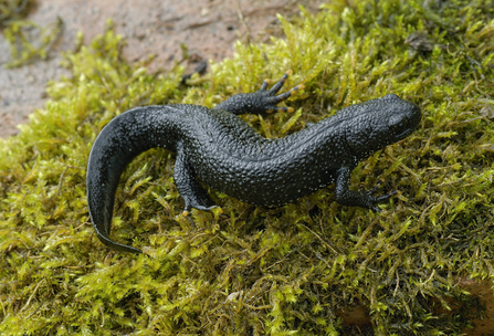 great crested newt crawling on moss