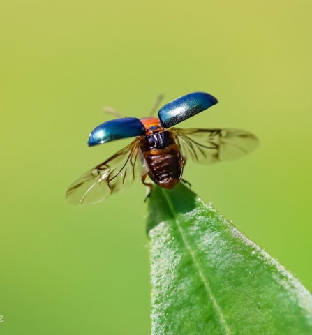 Beetle about to take off