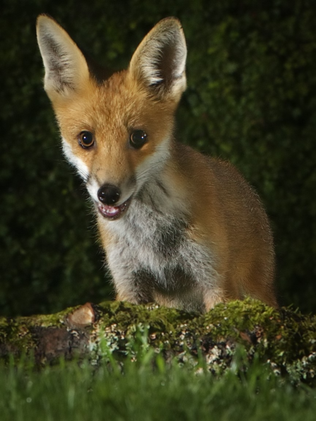 Young Fox