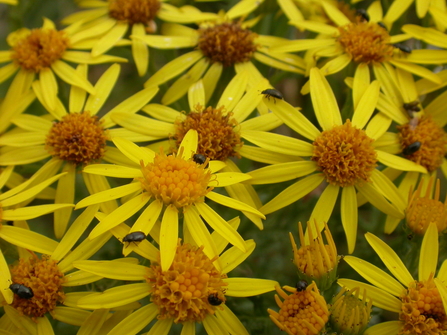 A closeup of ragwort