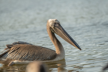 pelican from blackpool zoo in the water