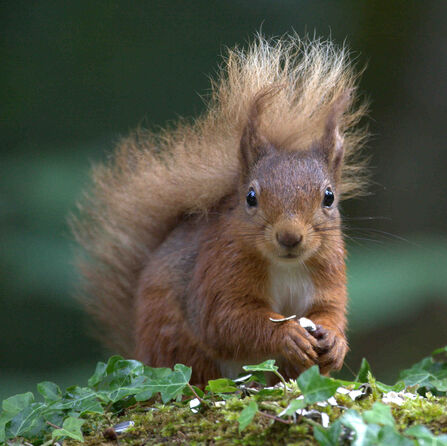 Red Squirrel 