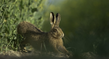 Brown hare Lepus europaeus An adult stretching on fringes of a field of rapeseed.