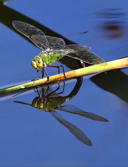 Female Emperor 