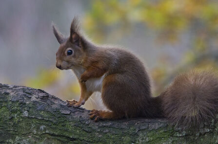 red squirrel resting on branch