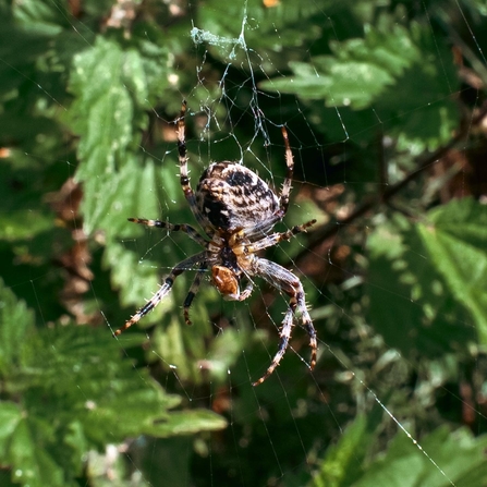 close up of an orb weaver spider