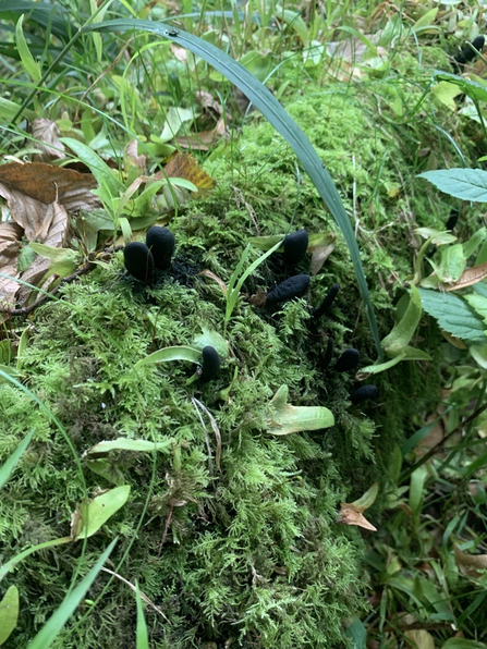 earth tongue on a mossy tree