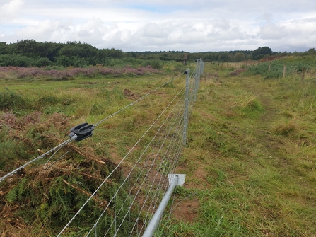 Metal wire fencing going through an area with green grass and purple flowering heather