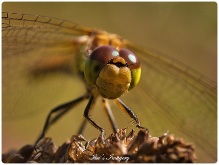 Dragonfly