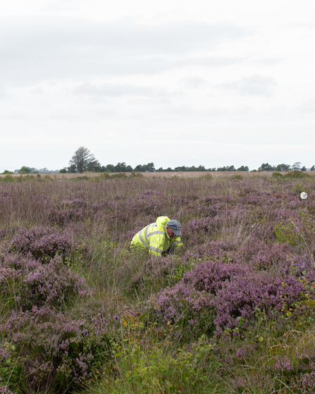 A purple hue of heather across Winmarleigh Moss with a contractor in a high visibility jacket planting.
