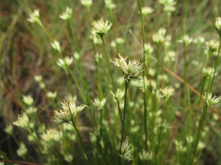 White beak sedge. Green stem with a white petaled flower.