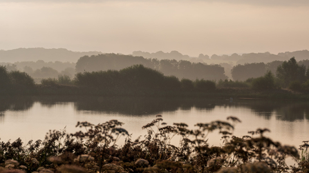 Misty Brockholes