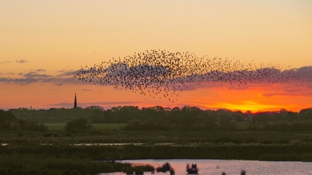 Murmuration's