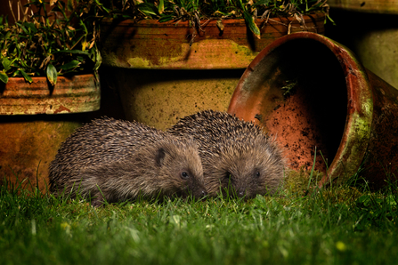 Two hedgehogs exploring a garden