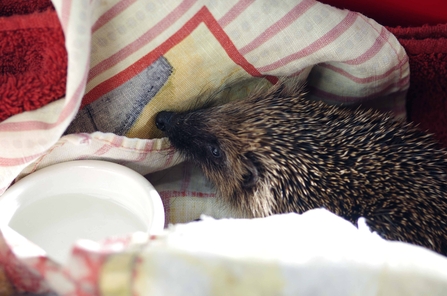 A hoglet (baby hedgehog) comfortable in a box