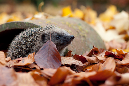 Hedgehog peeking out among autumn leaves