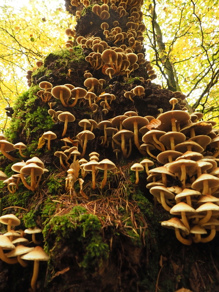 Fungi Tree - Allison Lyon