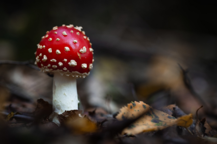 Beacon of Colour among the Autumnal leaf litter 