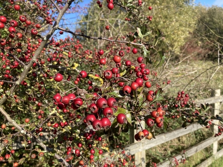 Hawthorn berry bush in the sun