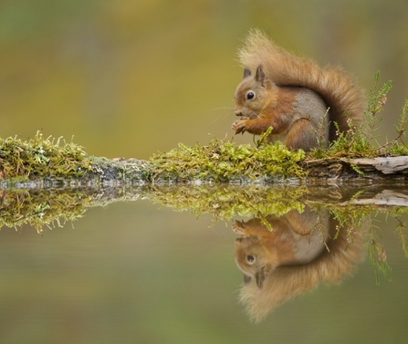 A red squirrel feeding near water