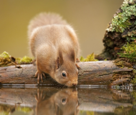 Red squirrel drinking from a stream in the forest