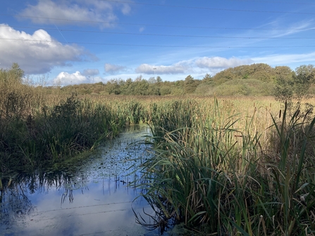 Reed beds on the wetlands at Heysham Nature Reserve by Alan Wright