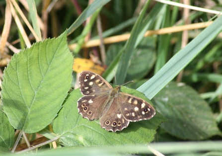 Wood speckled butterfly resting on a green leaf