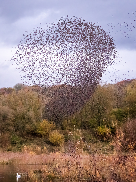 Murmuration at Brockholes by Trevor Southward