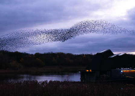 A starling murmuration over the reflection of a river