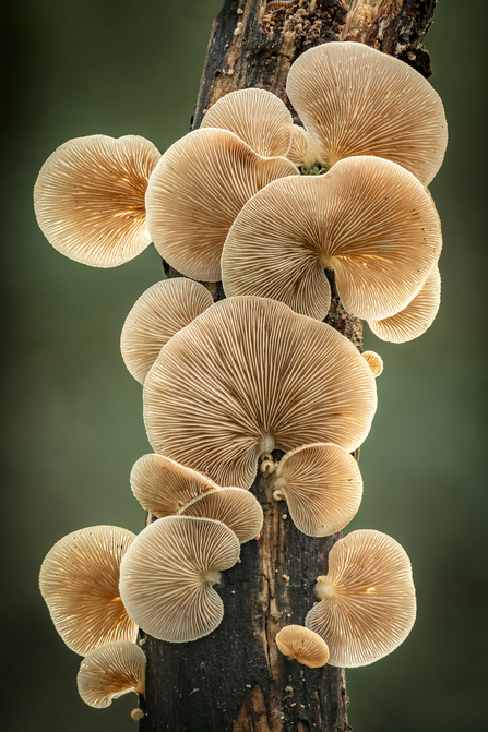 Crepidotus - Tony North