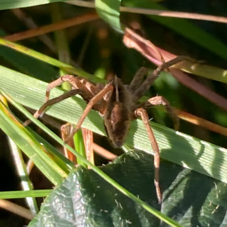 Nursery web spider hiding under leaves