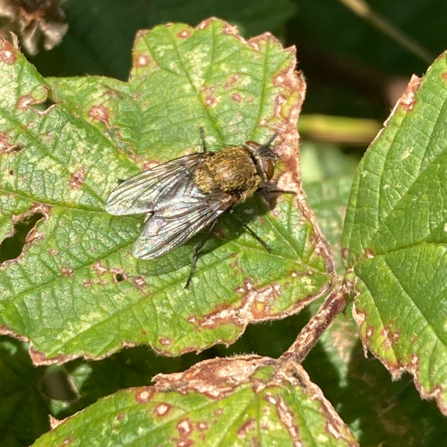 Common cluster fly resting on a leaf in the autumn sunshine