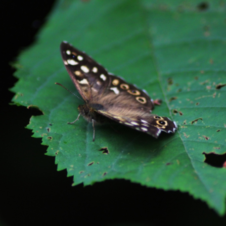 Wood speckled butterfly resting on dark green leaf