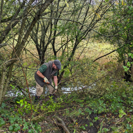 A volunteer cutting through vegetation to improve access for water voles
