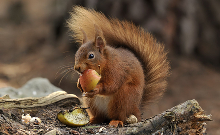 A squirrel tucking into an apple