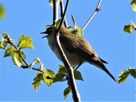Willow warbler by Dave Steel