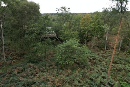 Wooden bat hibernaculum surrounded by trees