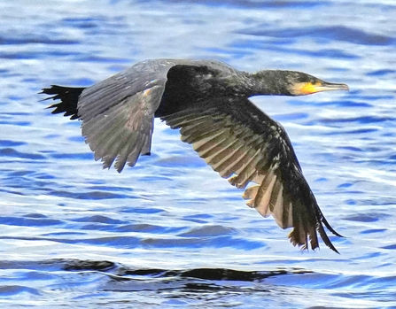 Cormorant at Lunt Meadows by Kevin Hall