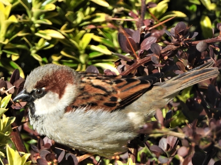 House sparrow by David Steel 2