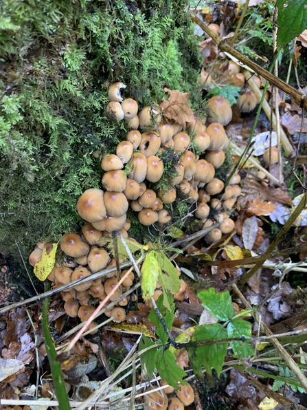 Clustered brittlestem at Longworth Clough