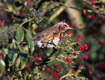 Redwing at Brockholes by Craig Smith