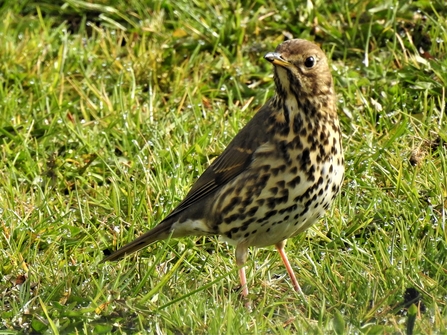 Song thrush by Dave Steel