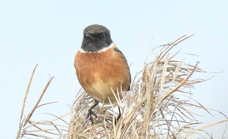 Stonechat at Lunt Meadows by Kevin Hall