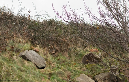 A couple of foxes sleeping by Janet Packham