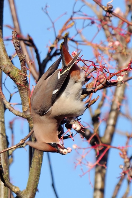A waxwing hanging off a berry  branch