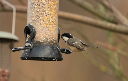 Coal tit by Janet Packham