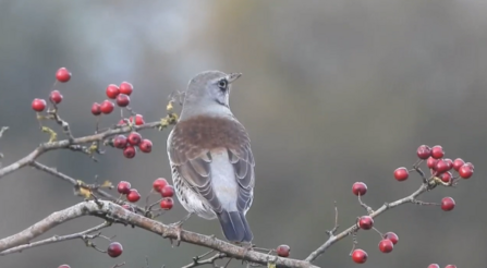 Fieldfare by Dave Steel