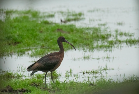 Ibis by Janet Packham