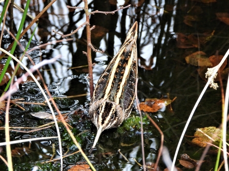 Jack snipe by Dave Steel
